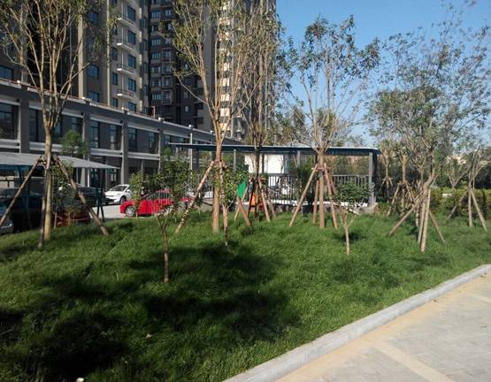 濟南市中大槐樹片區8—13#樓綠化工程